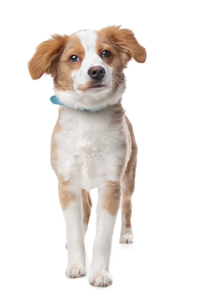 Cachorro de raza mixta — Foto de Stock
