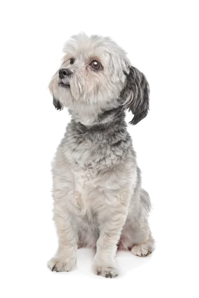 Маленькая бумерская собака — стоковое фото