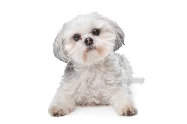 Маленькая бумерская собака — стоковое фото
