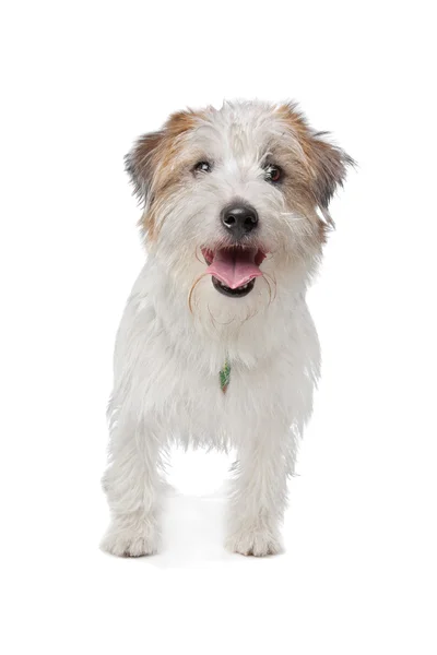Jack Russel terrier — Stok fotoğraf
