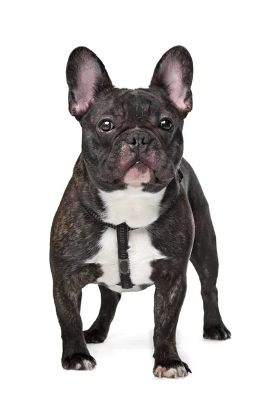 Bulldog francês preto e branco — Fotografia de Stock