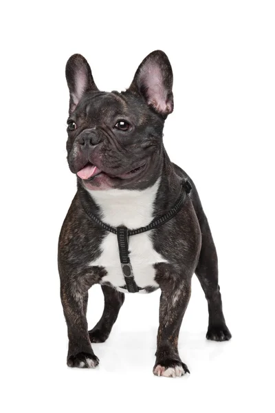 Schwarz-weiße französische Bulldogge — Stockfoto