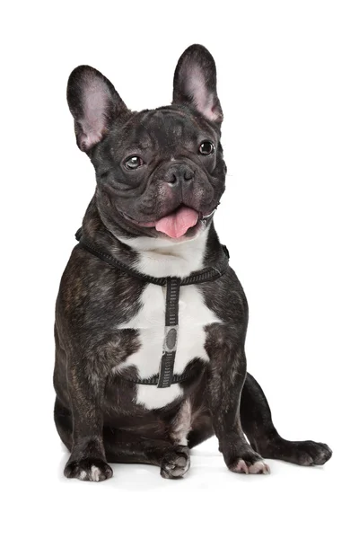 Zwart-wit franse bulldog — Stockfoto