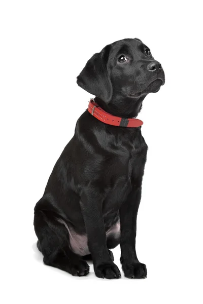 Cachorro labrador negro —  Fotos de Stock