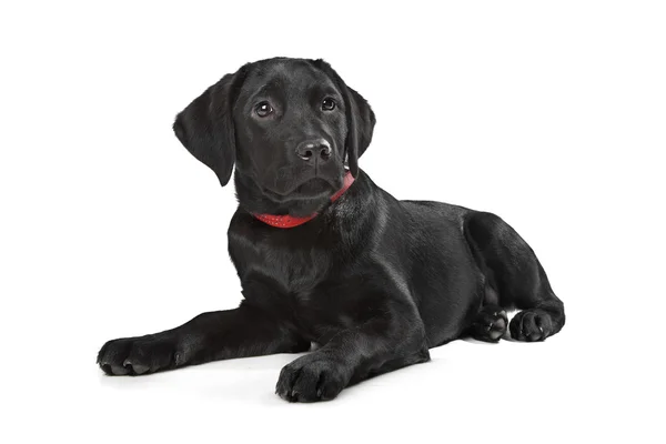 黒のラブラドール子犬 — ストック写真