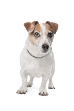 jack Russel terrier