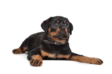 Rottweiler puppy