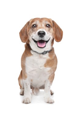 Beagle clipart