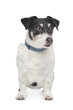jack Russel terrier