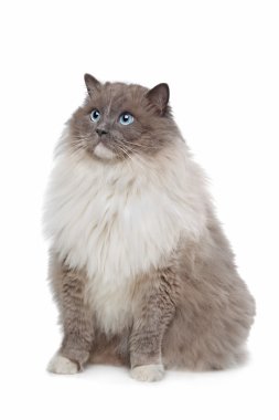 Ragdoll kedi