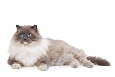 Ragdoll kedi