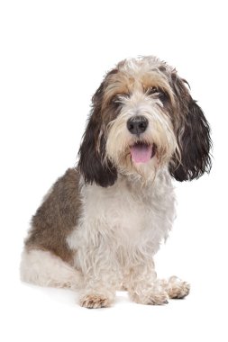 Basset Griffon Vendeen