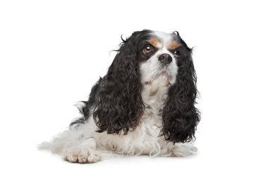 Şövalye Kral Charles Spaniel