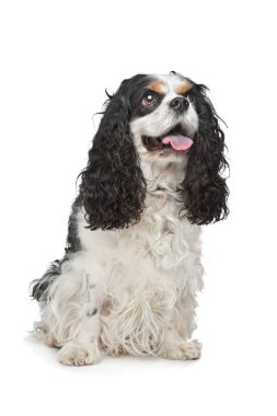 Cavalier King Charles Spaniel clipart