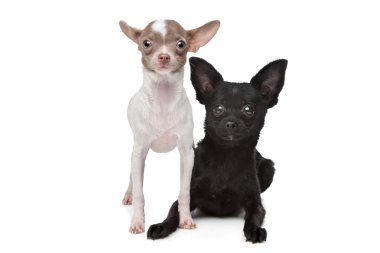 iki chihuahuas