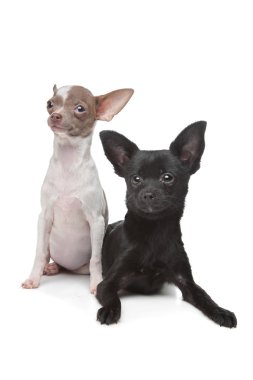 iki chihuahuas