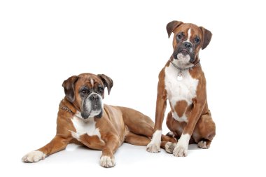 iki düz açık kahverengi boxer köpek