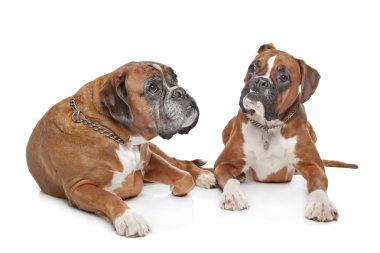 iki düz açık kahverengi boxer köpek
