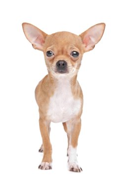 Miniature Chihuahua clipart