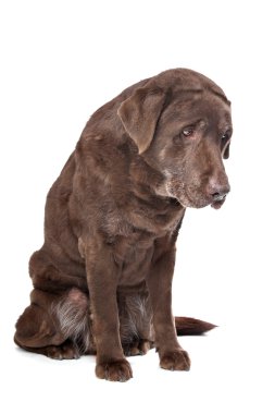 eski acı çikolata labrador
