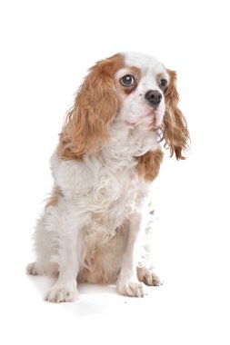 Şövalye Kral Charles Spaniel