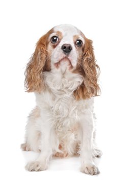 Şövalye Kral Charles Spaniel