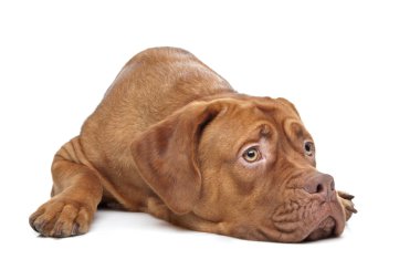 Dogue De Bordeaux