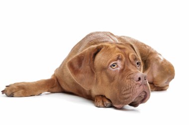 Dogue De Bordeaux