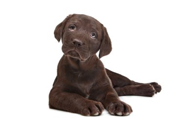 Chocolate Labrador puppy clipart