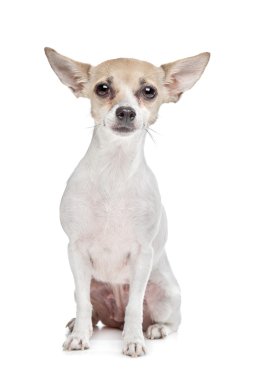 Kısa saçlı chihuahua köpeği.