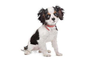 Şövalye Kral Charles Spaniel