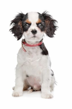 Şövalye Kral Charles Spaniel