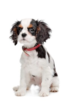 Şövalye Kral Charles Spaniel
