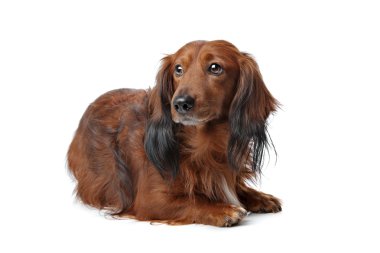 Dachshund