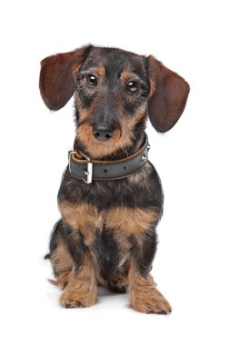 Wire haired miniature Dachshund clipart