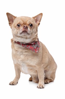 Short haired fat chihuahua