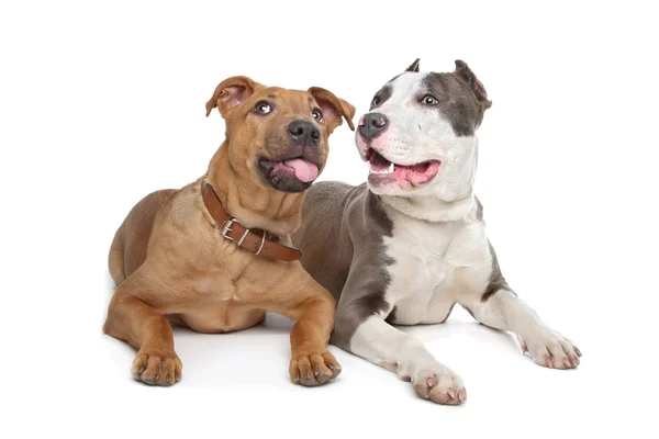 Mixed breed stafford and American Staff — Stock Photo, Image