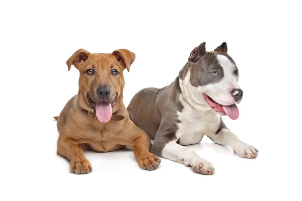 Mixed breed stafford and American Staff — Stock Photo, Image