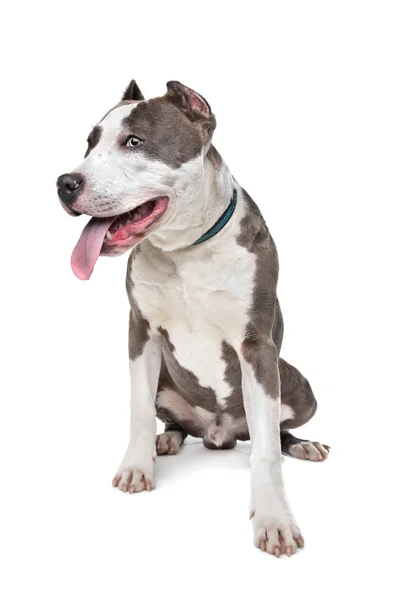 American Stafford with cropped ears — Stock Photo, Image