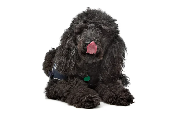 Black Poodle — Stock Photo, Image