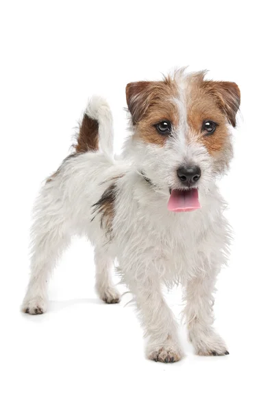 Jack Russel terrier — Foto de Stock