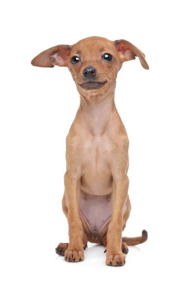Miniatur Puppy Pinscher — Stok Foto