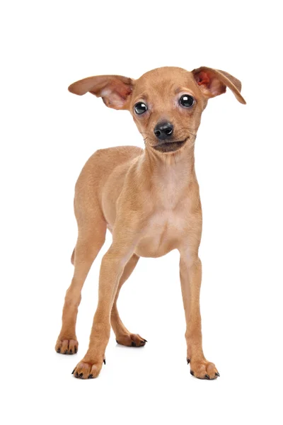 Miniatura pinscher štěně — Stock fotografie