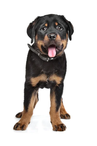 Rottweiler szczenię — Zdjęcie stockowe