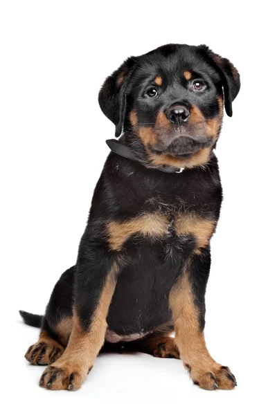 ロットワイラーの子犬 — ストック写真