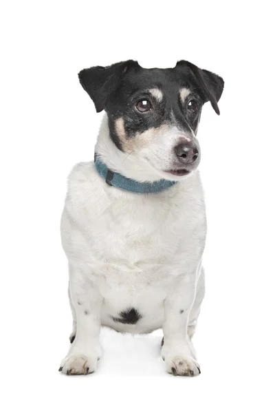 Jack Russel Terrier — Stockfoto