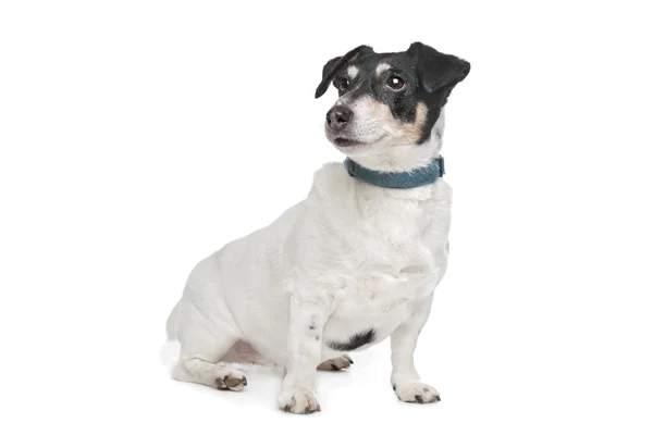 Jack Russel terrier — Stok fotoğraf