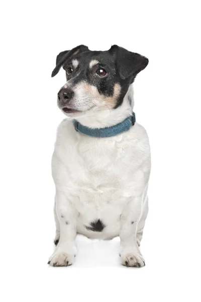 Jack russel terrier — Stock Fotó
