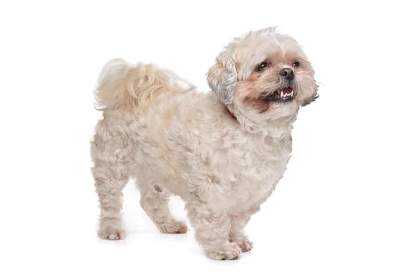 Mixed breed boomer dog — Stock Photo, Image