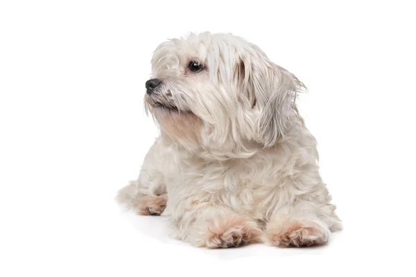 Mixed breed boomer dog — Stock Photo, Image
